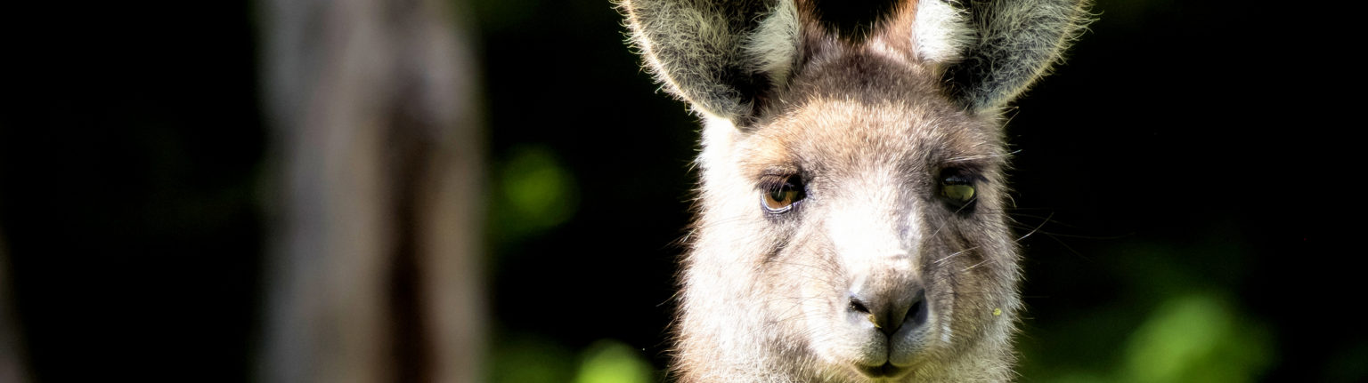 Injured Wildlife - Native Wildlife Rescue